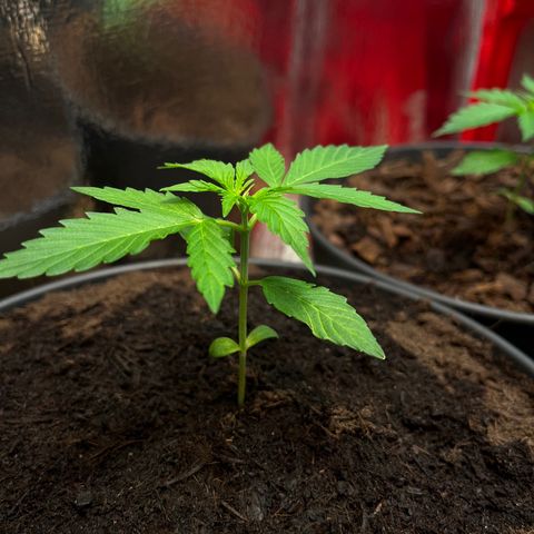 Renate growlog photo: Sexy Mademoiselle 