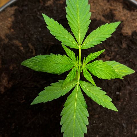 Renate growlog photo: Sexy Mademoiselle 