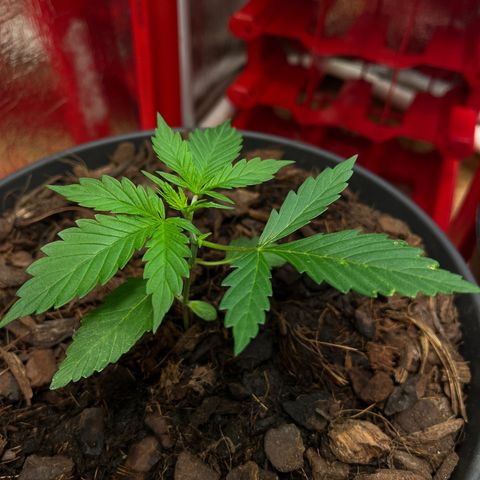 Radical Russian growlog photo: Walking dad 