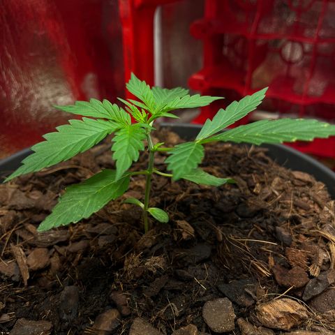 Radical Russian growlog photo: Walking dad 