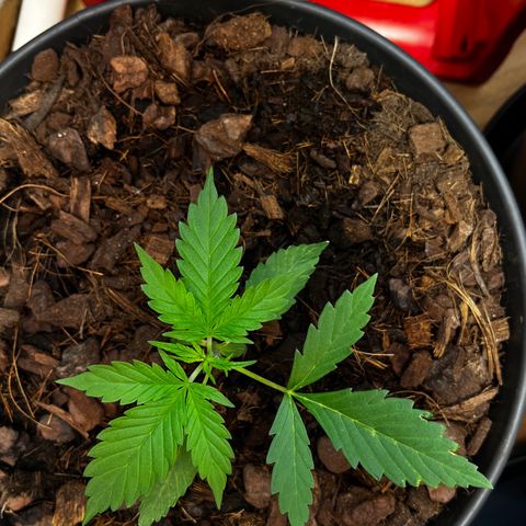 Radical Russian growlog photo: Walking dad 
