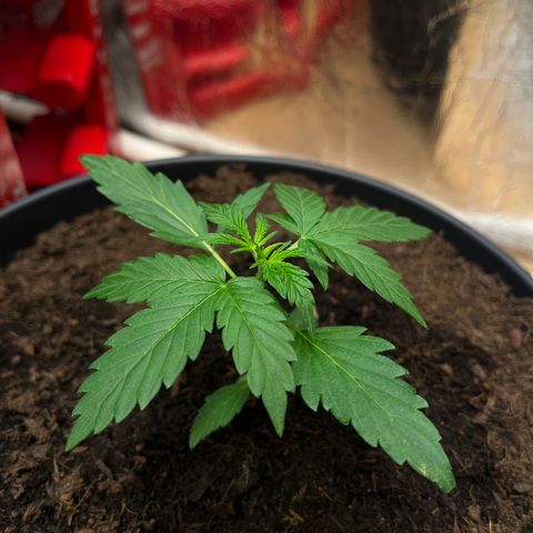 Bella Blue growlog photo: Bella fantastico 