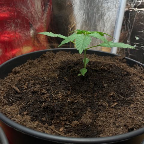 Bella Blue growlog photo: Bella fantastico 