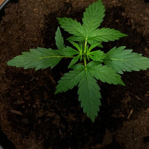 Bella Blue growlog photo: Bella fantastico 
