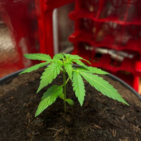 Renate growlog photo: Covergirl !!!