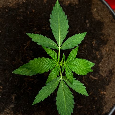 Renate growlog photo: Covergirl !!!