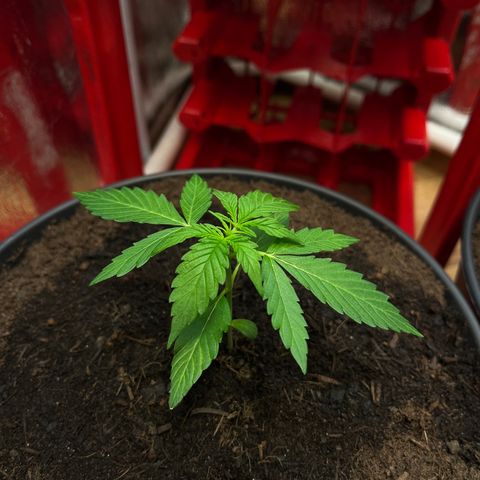 Renate growlog photo: Covergirl !!!