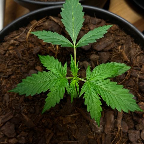 Radical Russian growlog photo: TERMINATED 