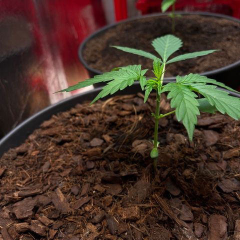 Radical Russian growlog photo: TERMINATED 
