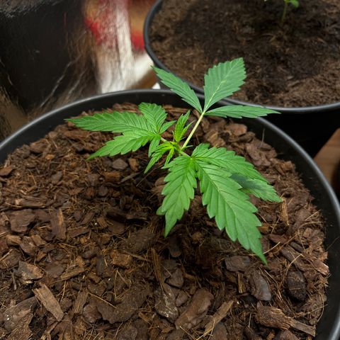 Radical Russian growlog photo: TERMINATED 