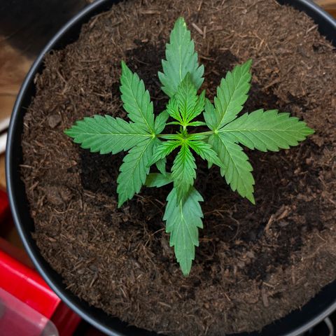 Bella Blue growlog photo: Playboy Covergirl