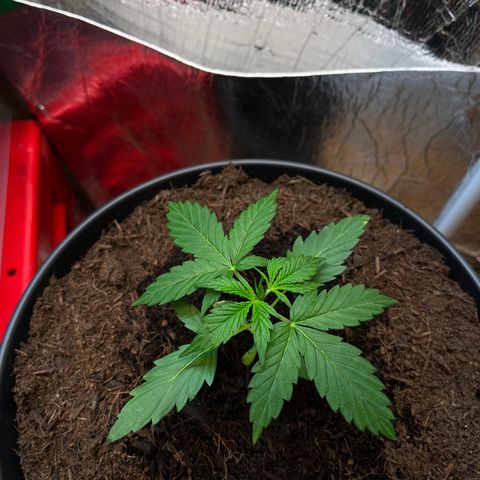 Bella Blue growlog photo: Playboy Covergirl