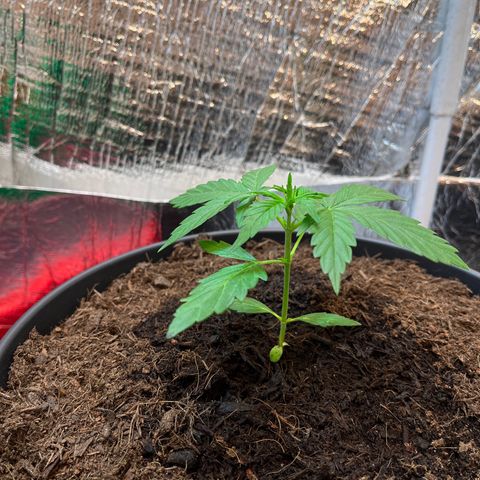 Bella Blue growlog photo: Playboy Covergirl