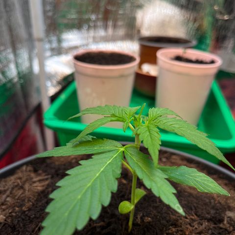 Renate growlog photo: Hooters Girl