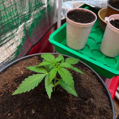 Renate growlog photo: Hooters Girl