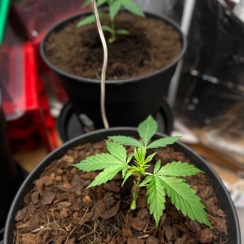 Radical Russian growlog photo: RaRaRaRaRa