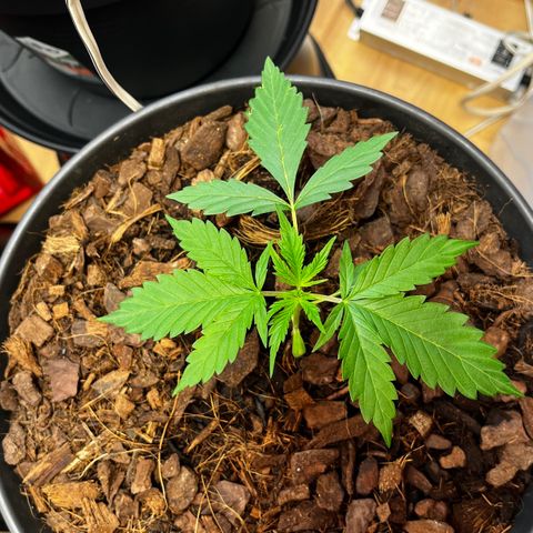 Radical Russian growlog photo: RaRaRaRaRa