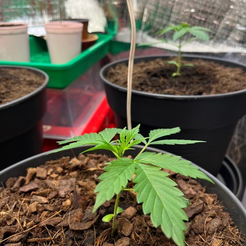 Radical Russian growlog photo: RaRaRaRaRa