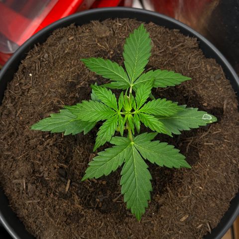 Bella Blue growlog photo: With the flow
