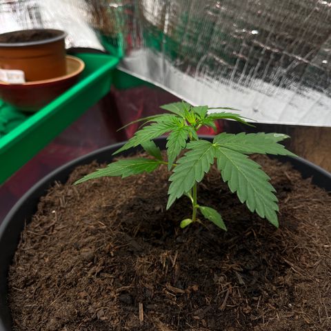 Bella Blue growlog photo: With the flow