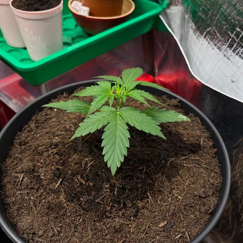 Bella Blue growlog photo: With the flow