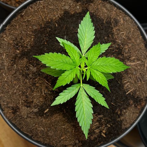 Renate growlog photo: Role model