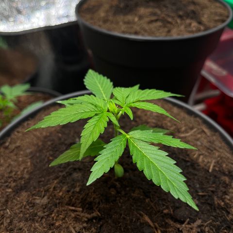 Renate growlog photo: Role model