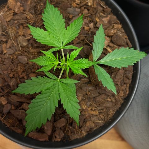 Radical Russian growlog photo: Bla bla blyat