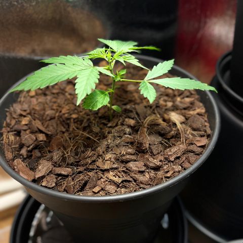 Radical Russian growlog photo: Bla bla blyat