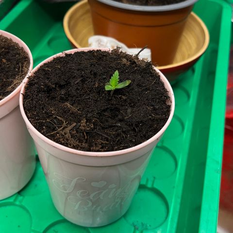 Ashley Ash growlog photo: My girl ❤️🍓🐰