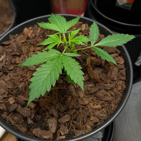 Radical Russian growlog photo: Bla bla blyat