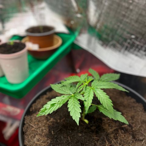 Bella Blue growlog photo: When I grow up…