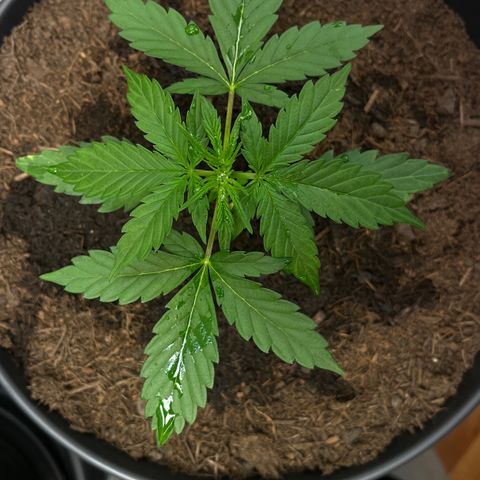 Bella Blue growlog photo: When I grow up…