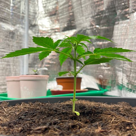 Bella Blue growlog photo: When I grow up…