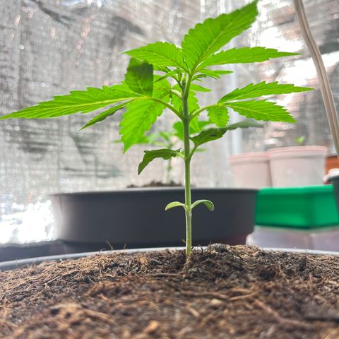 Renate growlog photo: Like child’s picturebook
