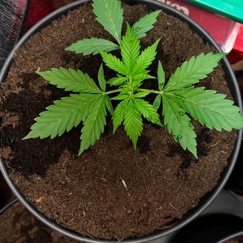 Radical Russian growlog photo: Yau Yau Yau 