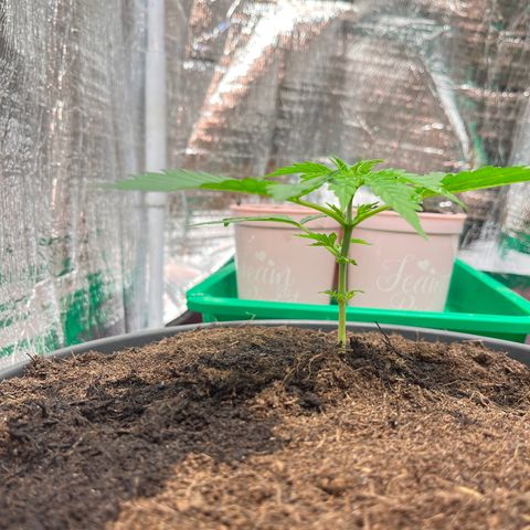 Radical Russian growlog photo: Yau Yau Yau 