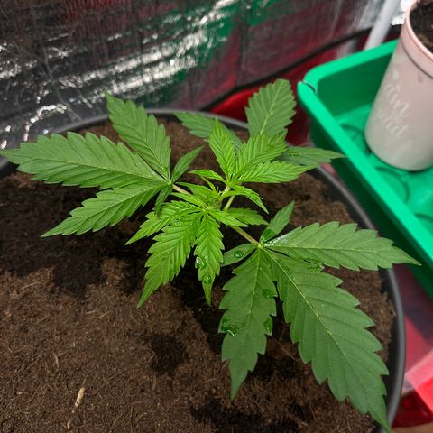 Radical Russian growlog photo: Yau Yau Yau 