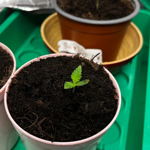 Ashley Ash growlog photo: Better day today