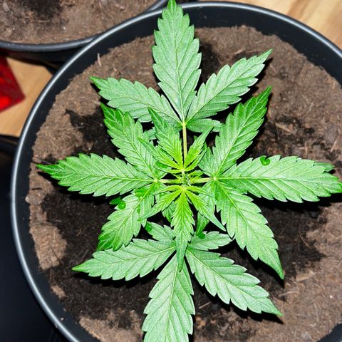 Bella Blue growlog photo: Picture me !!!