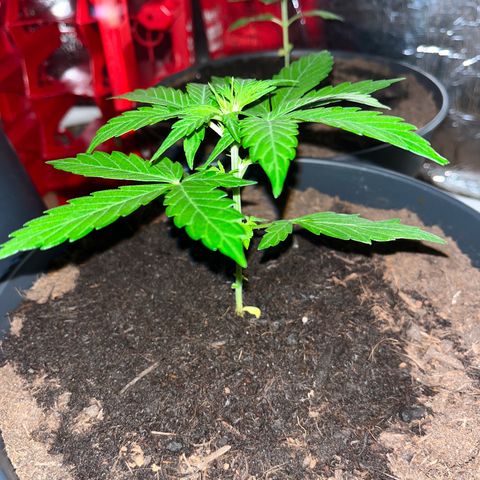 Bella Blue growlog photo: Picture me !!!