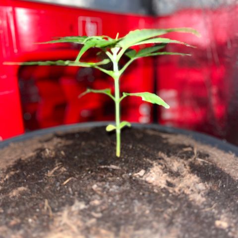 Renate growlog photo: Still healthy and well