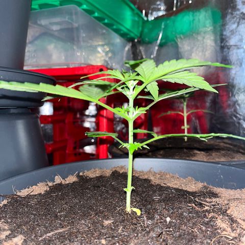 Bella Blue growlog photo: Picture me !!!