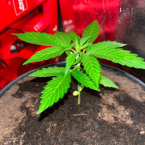 Renate growlog photo: Still healthy and well