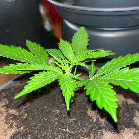 Radical Russian growlog photo: I WILL HIGH YOU 