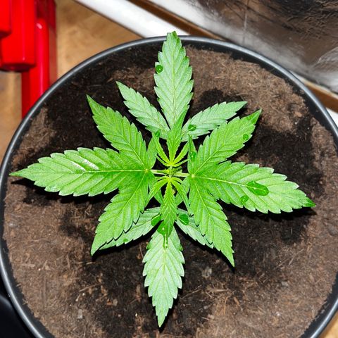 Renate growlog photo: Still healthy and well