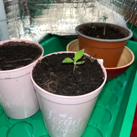 Ashley Ash growlog photo: Ouh Ouh ok now fast