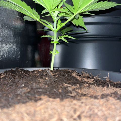 Radical Russian growlog photo: I WILL HIGH YOU 