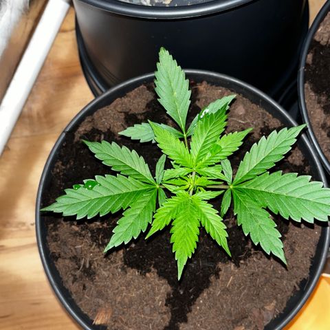 Radical Russian growlog photo: I WILL HIGH YOU 