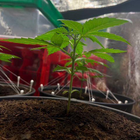 Bella Blue growlog photo: Strippergirl